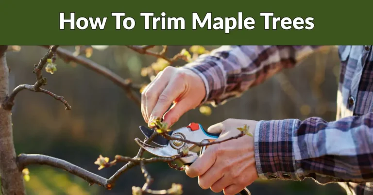 How To Trim Maple Trees