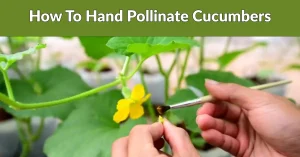 How to hand pollinate cucumber