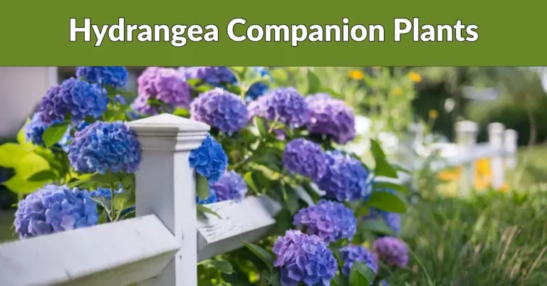 10 Best Hydrangeas Companion Plants