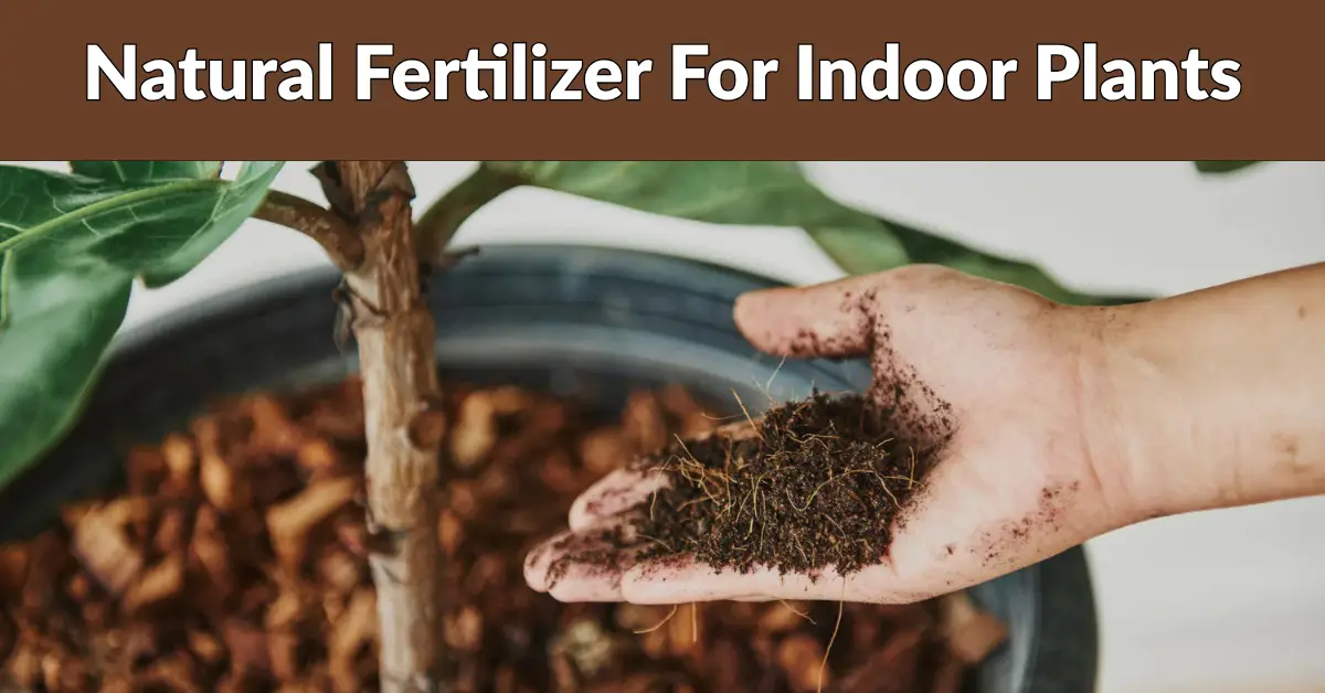 Natural Fertilizer For Indoor Plants