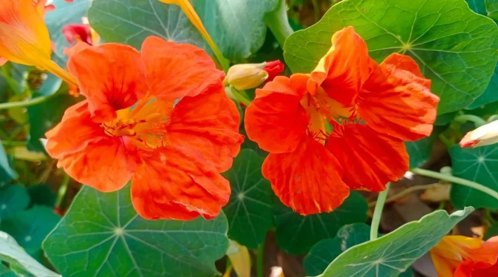 Plants That Keep Bugs Away