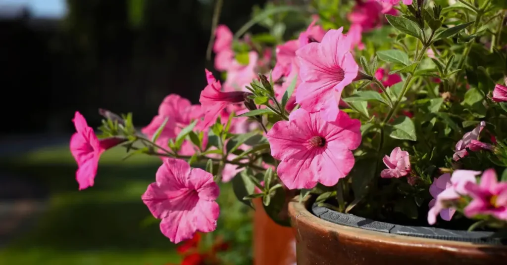 Plants That Keep Bugs Away