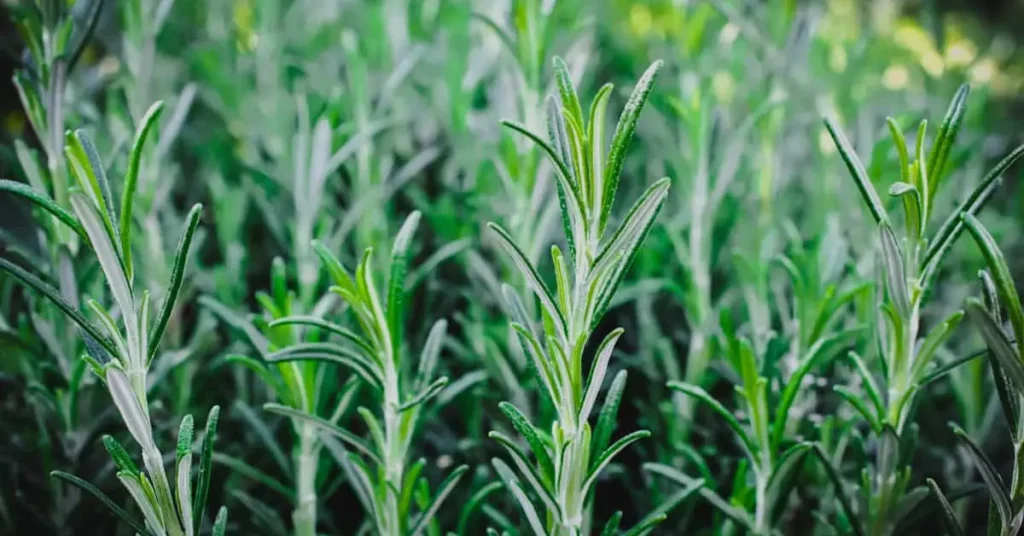 Plants That Keep Bugs Away