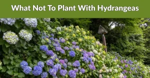 What Not To Plant With Hydrangeas