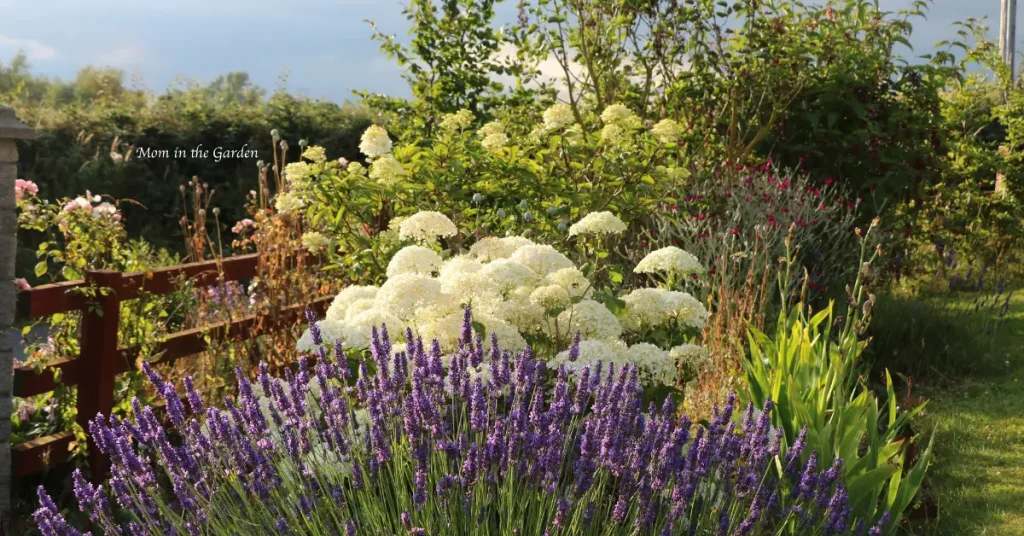 What Not To Plant With Hydrangeas