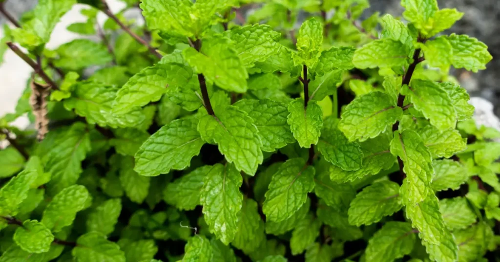 What Not To Plant With Roses