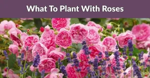 What To Plant With Roses
