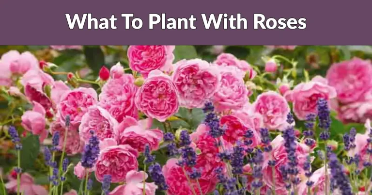 What To Plant With Roses