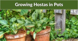 growing hostas in pots