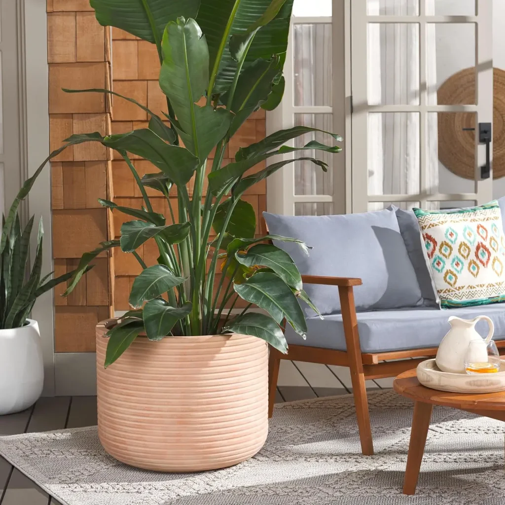 growing hostas in pots terracotta pot