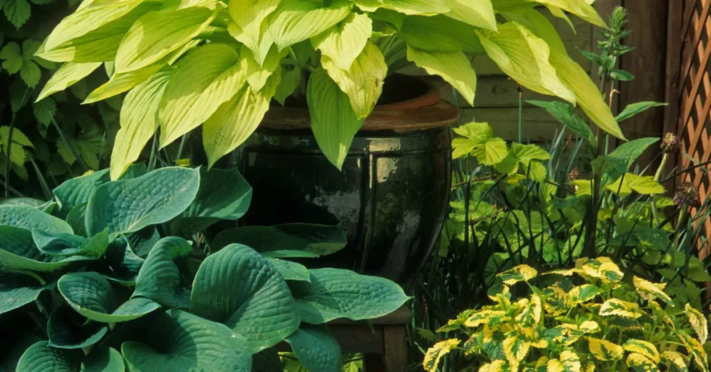 growing hostas in pots varieties