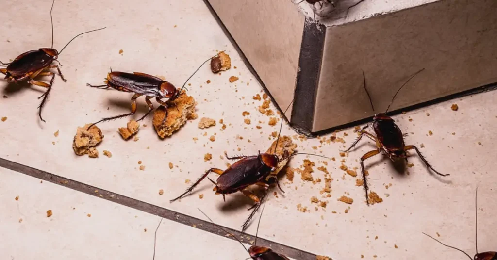 how to get rid of bugs in house cockroaches