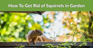how to get rid of squirrels in garden