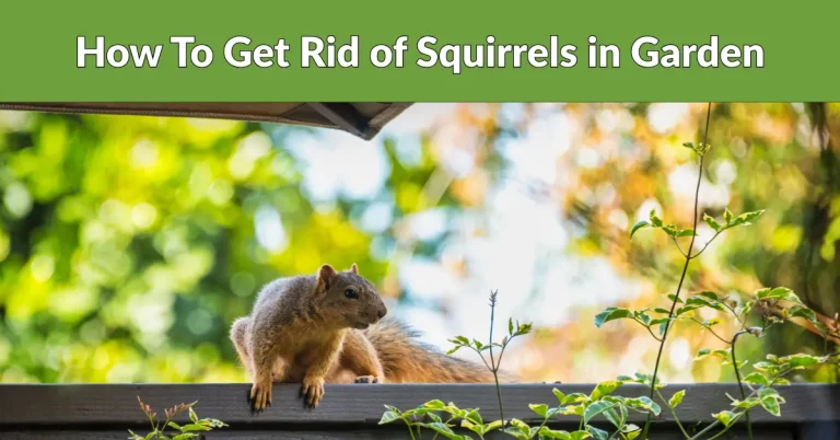 how to get rid of squirrels in garden