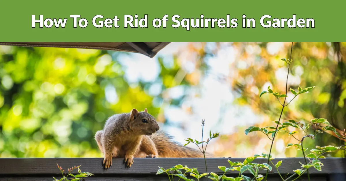 how to get rid of squirrels in garden