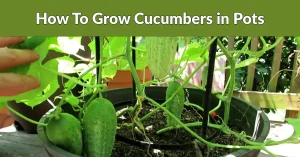 how to grow cucumbers in pots