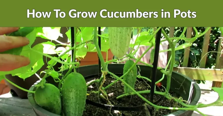 how to grow cucumbers in pots