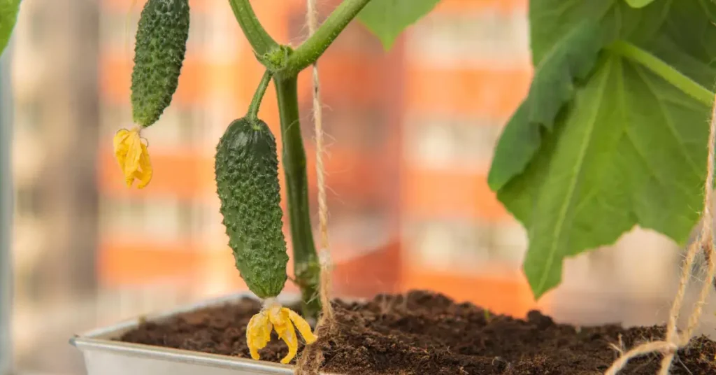 how to grow cucumbers in pots