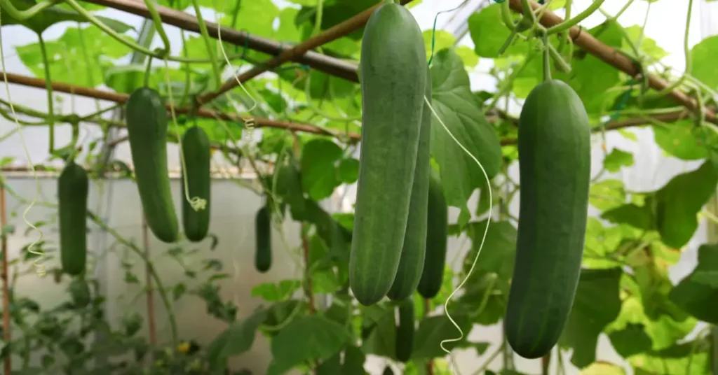 how to grow cucumbers in pots