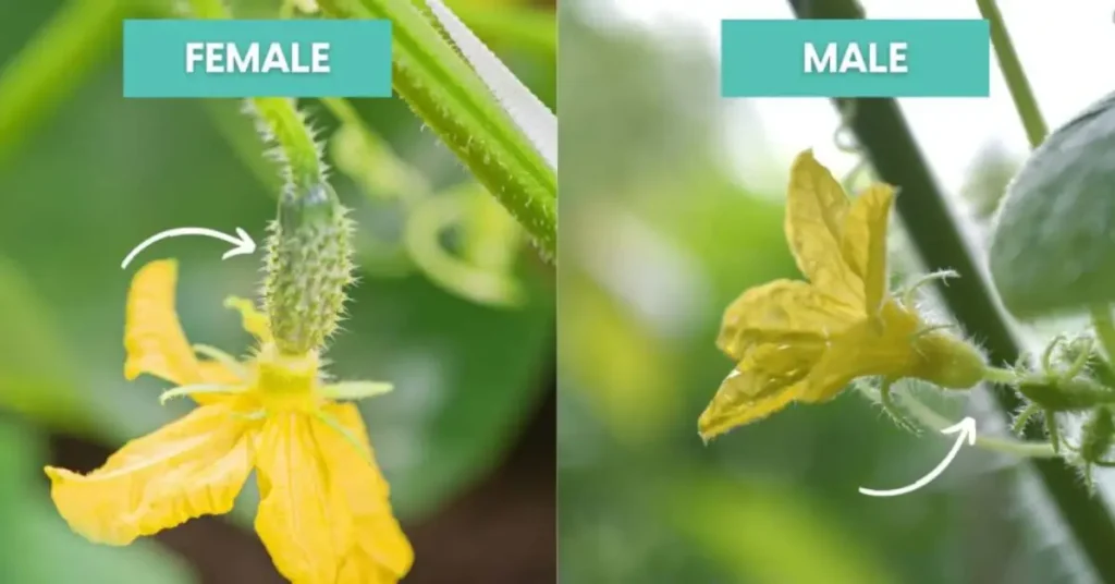 how to hand pollinate cucumbers