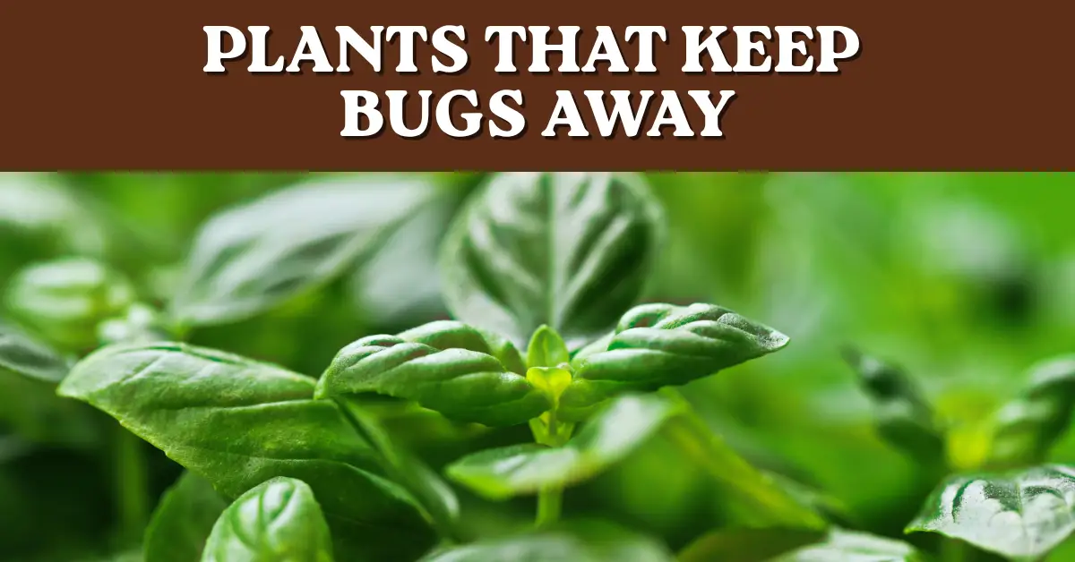 list of plants that keep bugs away