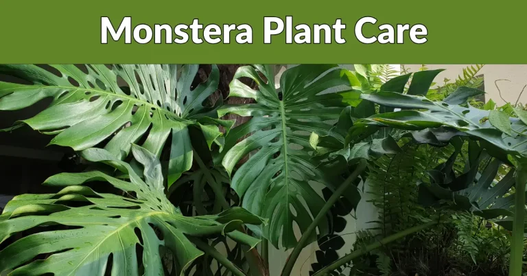 monstera plant care