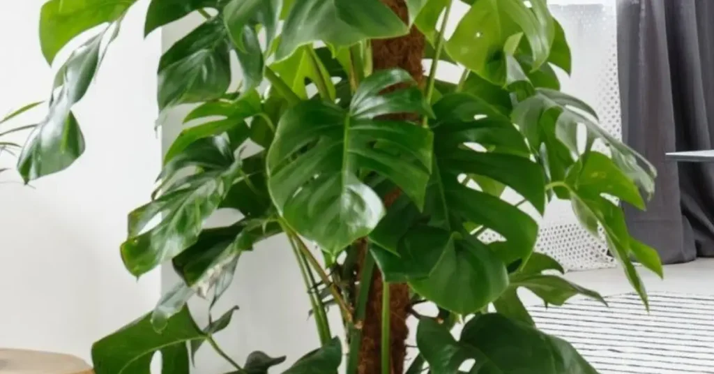monstera plant care staking