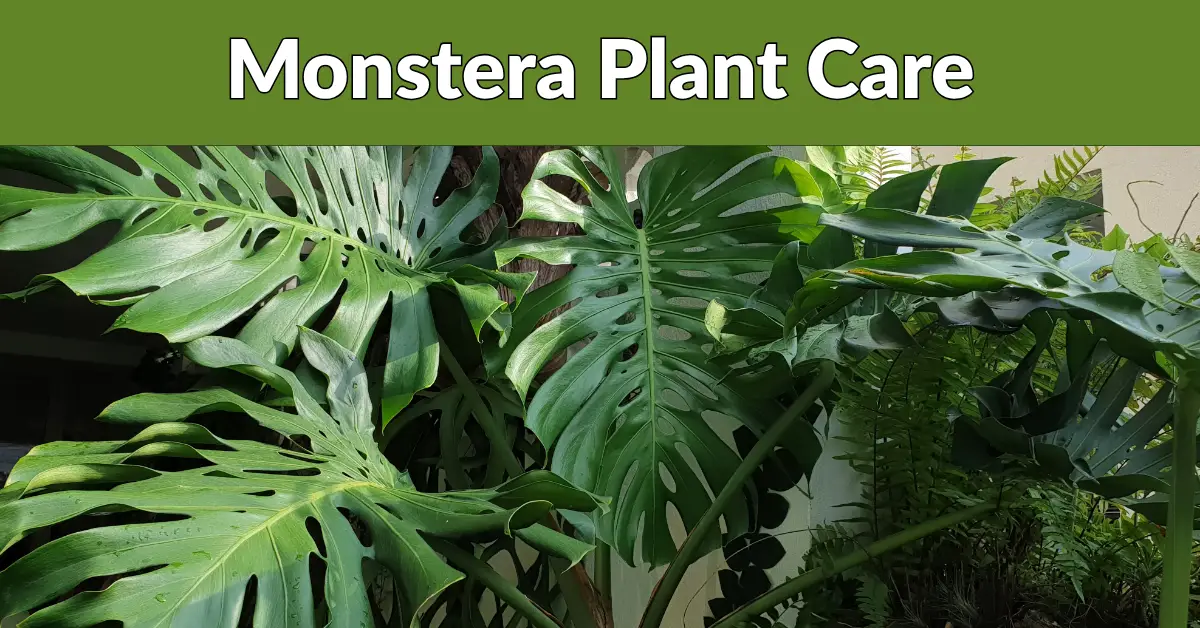 monstera plant care