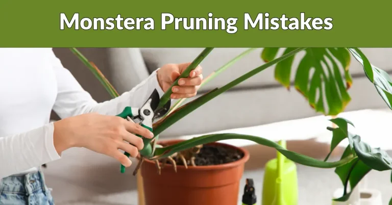 monstera pruning mistakes