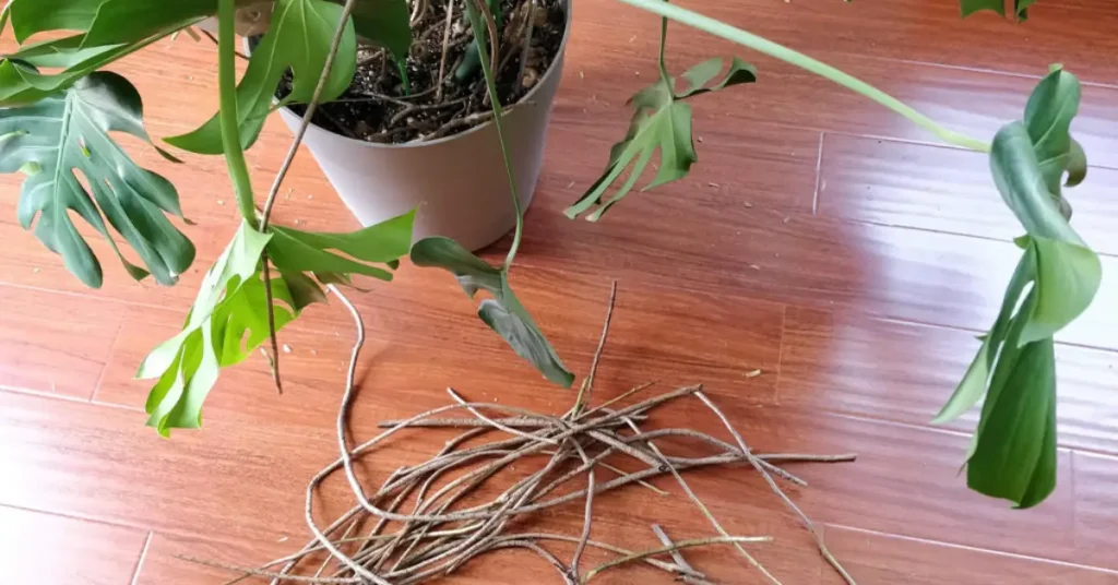 monstera pruning mistakes aerial roots