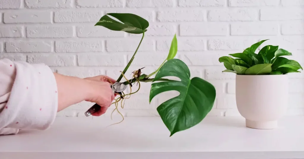 monstera pruning mistakes aerial roots