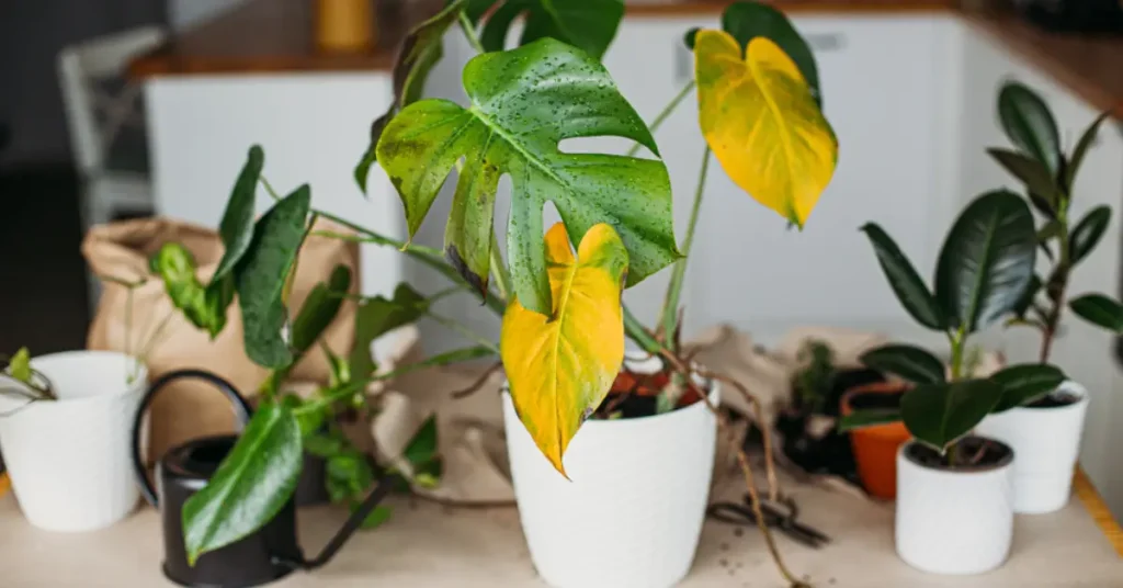 monstera pruning mistakes yellowing