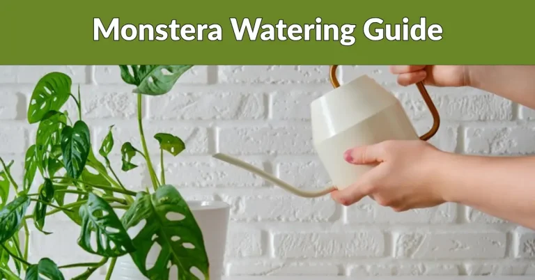 monstera watering