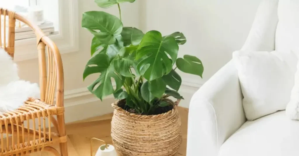 mpnstera plant care pots