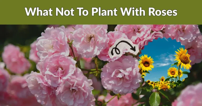 what not to plant with roses image