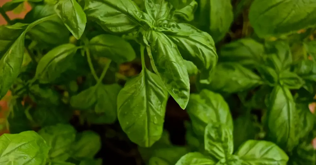 what to plant with roses basil