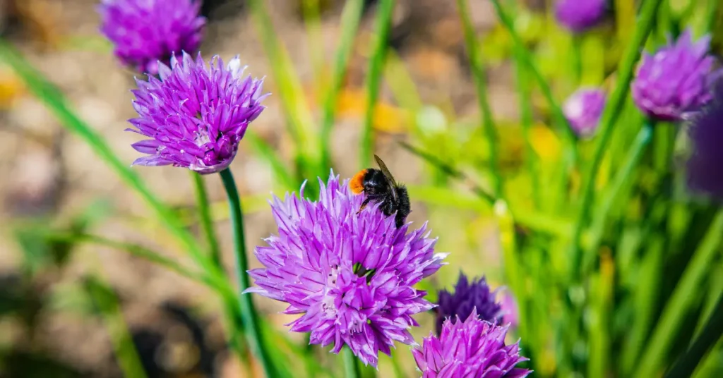 what to plant with roses chives