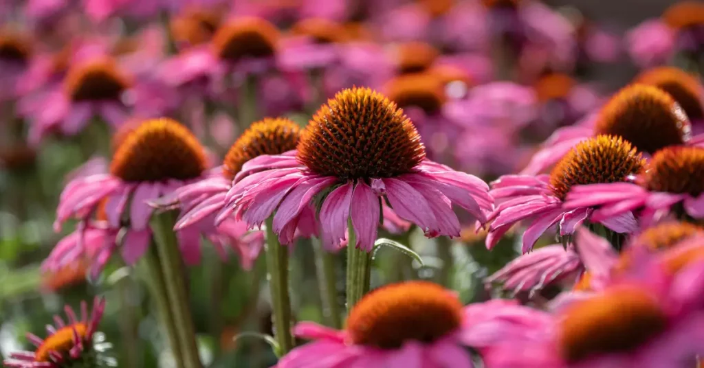 what to plant with roses coneflower