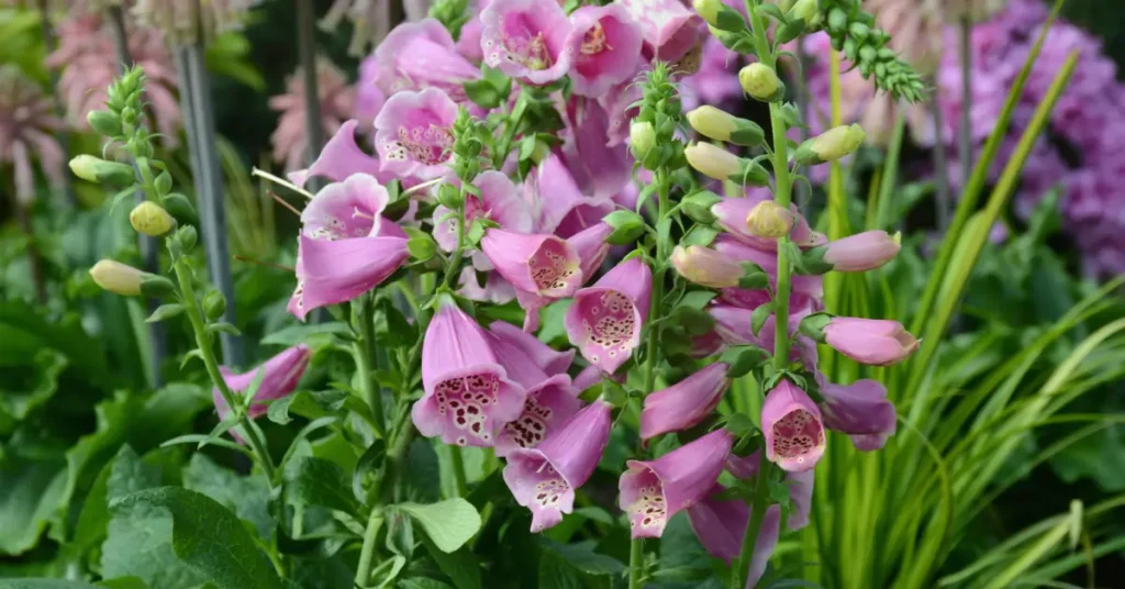 what to plant with roses foxglove