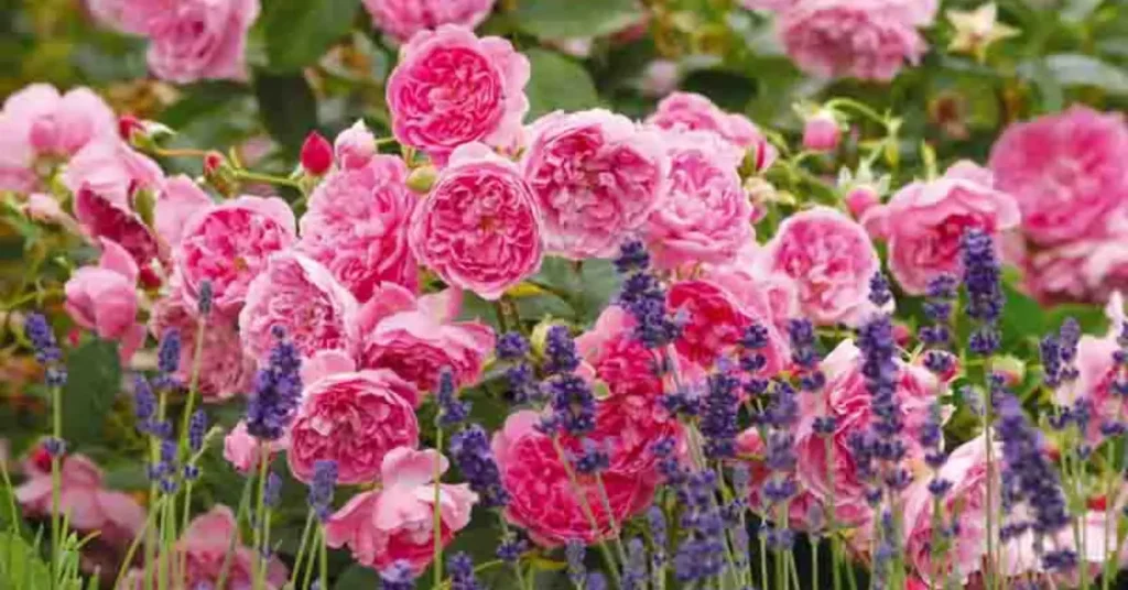 what to plant with roses lavender