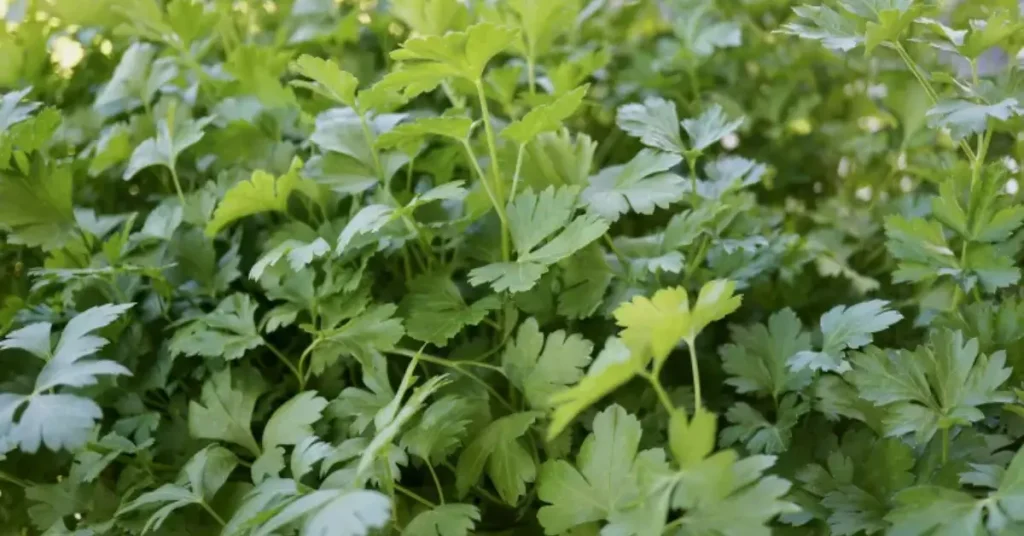 what to plant with roses parsley