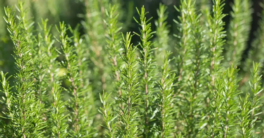 what to plant with roses rosemary
