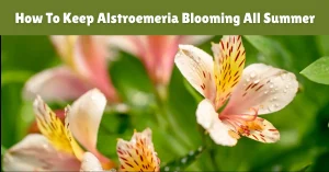 How To Keep Alstroemeria Blooming All Summer