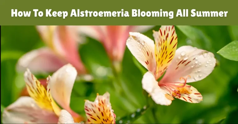 How To Keep Alstroemeria Blooming All Summer