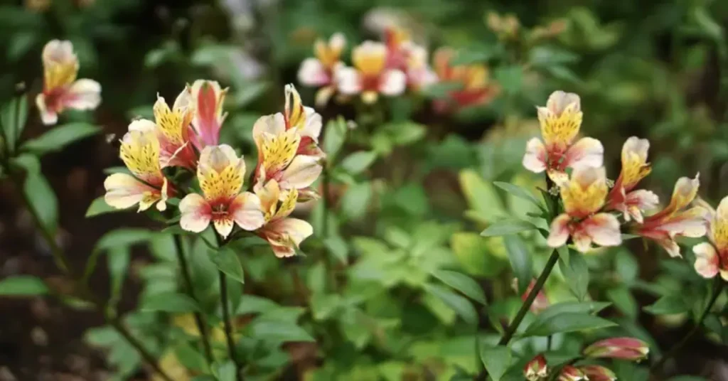 How To Keep Alstroemeria Blooming All Summer