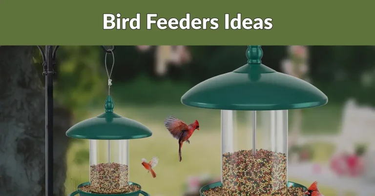 bird feeders image