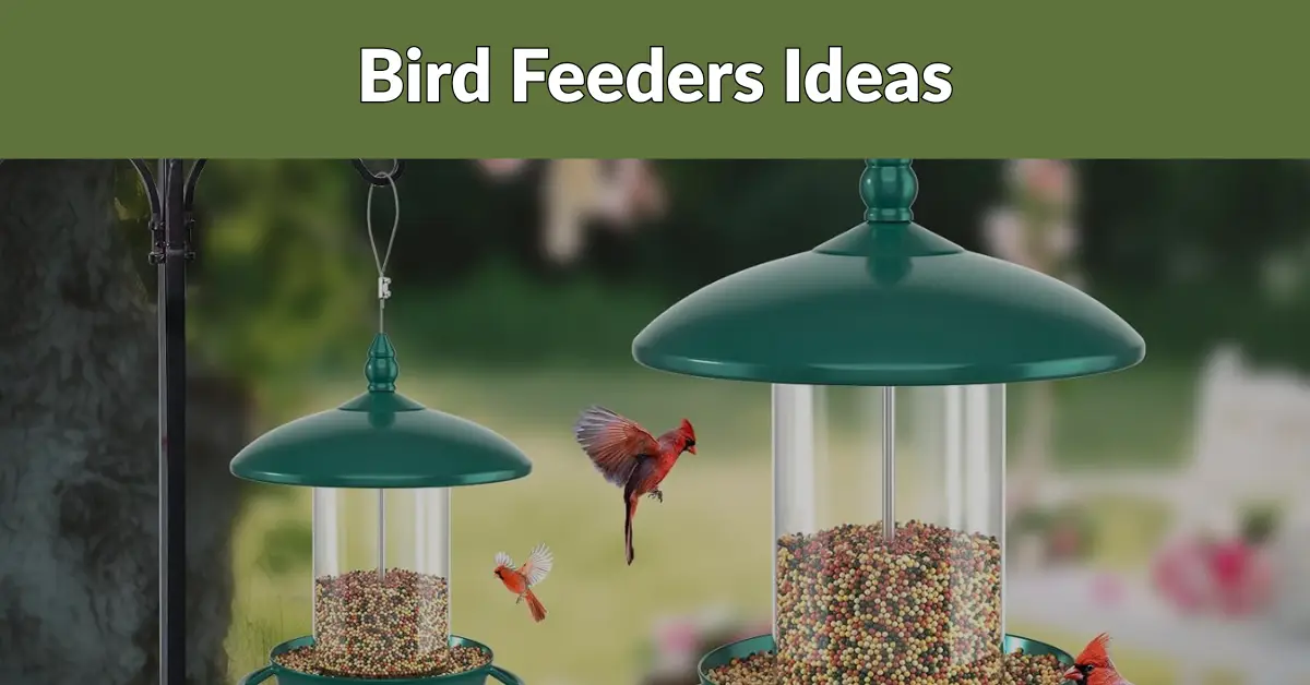 bird feeders image