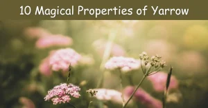 Magical Properties of Yarrow