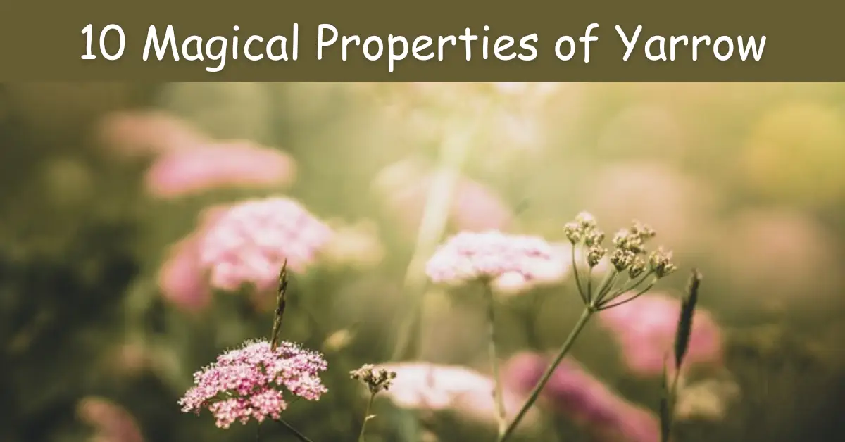 Magical Properties of Yarrow