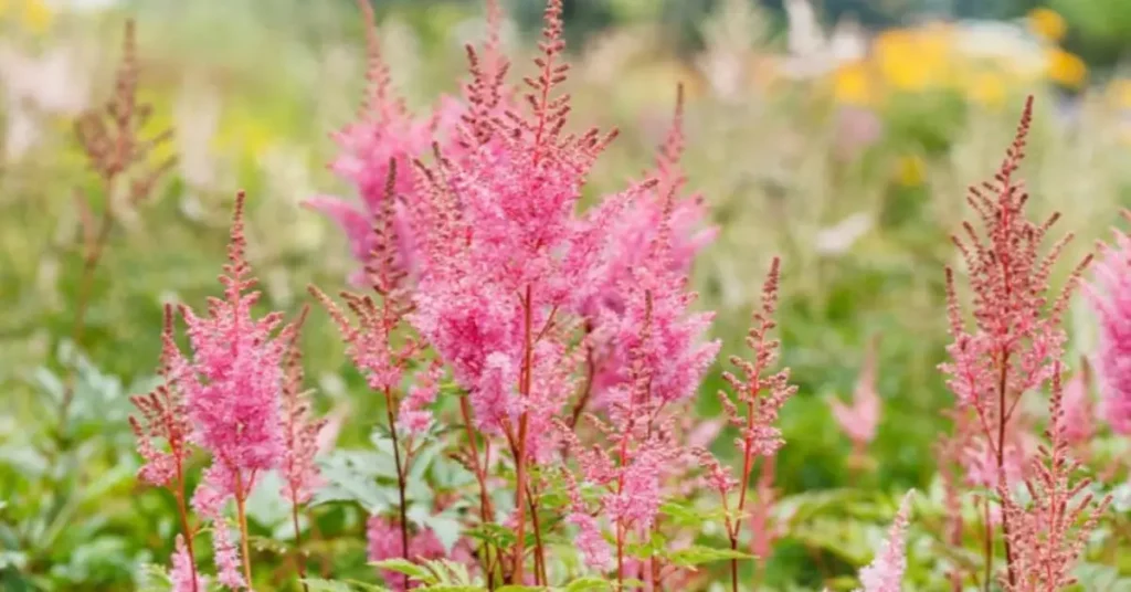 what not to plant with yarrow hostas